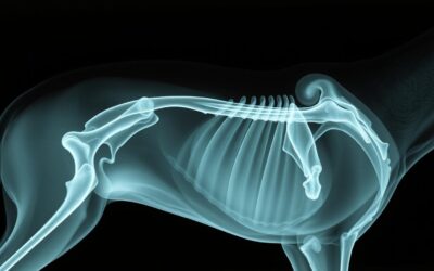 Artroza kod psa – Sve što trebaš znati o tome!