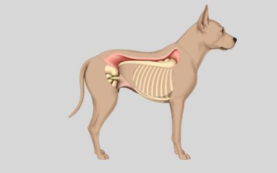 Cane corso problemi s kukovima – Sve što trebaš znati o tome!