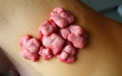 Pas mastocitom – Sve što trebaš znati o tome!