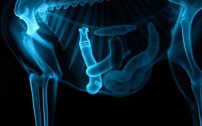 Blog 22 Strano tijelo u crijevima kod psa – Sve što trebaš znati o tome!