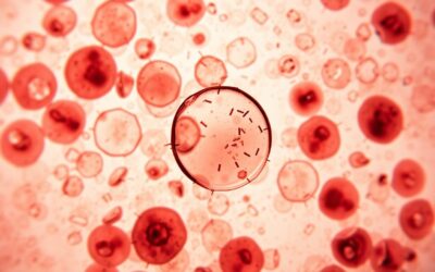 Nedostatak bijelih krvnih stanica kod psa – Sve što trebaš znati o tome!