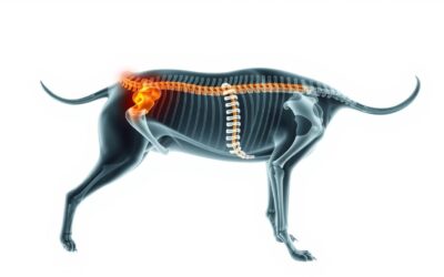 Blog 19 Problemi s kralježnicom zbog skraćenog repa kod pasa – Sve što trebate znati o tome!