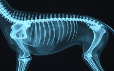 Skolioza kod pasa – Sve što trebate znati o tome!