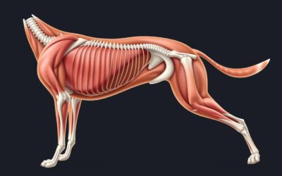 Blog 24 Slabost stražnjeg dijela tijela psa – Sve što trebaš znati o tome!