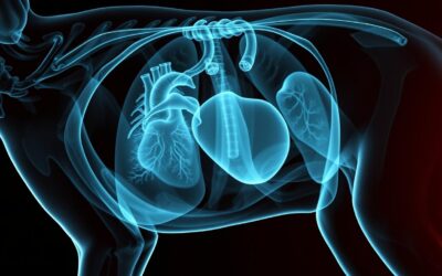 Blog 23 Nakupljanje tekućine u prsnoj šupljini kod pasa – Sve što trebate znati o tome!