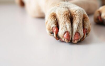 Blog 21 Tumor na korijenu nokta kod psa – Sve što trebaš znati o tome!