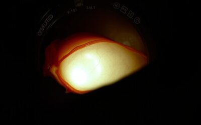 Blog 22 Uvrtanje testisa kod psa – Sve što trebaš znati o tome!