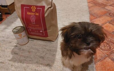 Blog 24 Dugoročni učinak Twinky tableta za zglobove – što očekivati?