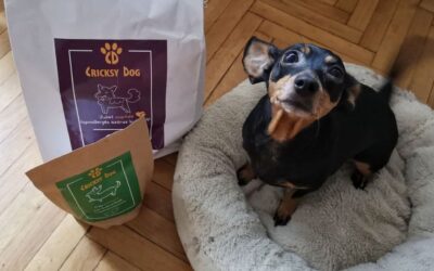 Blog 21 Kupčeva priča: što je moj pas jeo prije, a što sada?