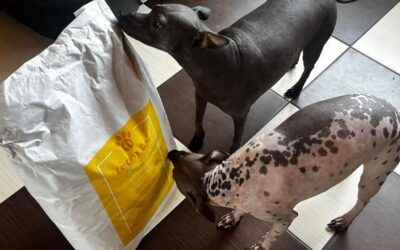 Blog 20 Recenzije Juliet hrane za male pse po pasmini