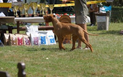 Blog 16 Juliet hrana – rješenje za proljev?