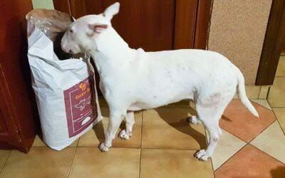 Recenzije o CricksyDog hrani i dodacima prehrani od vlasnika pasa s osjetljivom kožom