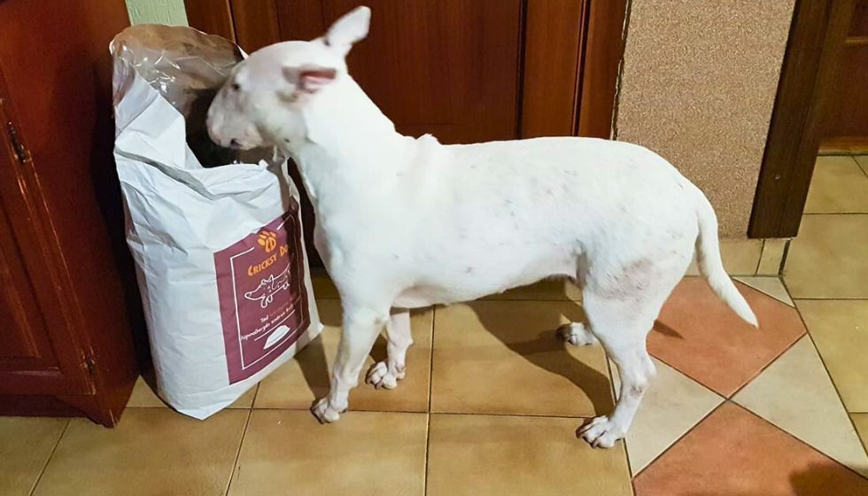 Recenzije o CricksyDog hrani i dodacima prehrani od vlasnika pasa s osjetljivom kožom