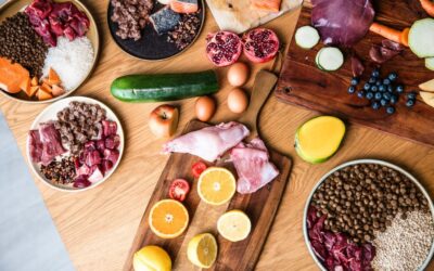 Blog 24 Učinak Juliet hipoalergene hrane na ispadanje dlake