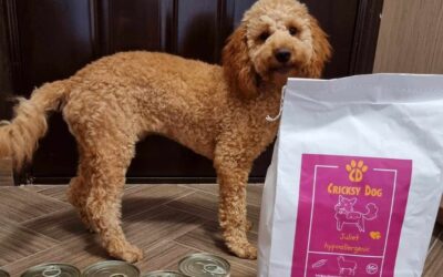 Juliet hrana uklonila bolove u trbuhu – priča jednog psa