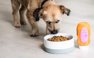 Blog 24 Što se mijenja kod tvog psa ako redovito jede CricksyDog hranu?