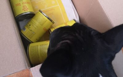 Blog 21 Denty Mini kod redovitog korištenja – stvarne povratne informacije