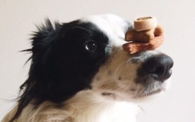 Blog 21 Juliet hipoalergena hrana + Twinky lososovo ulje: super kombinacija