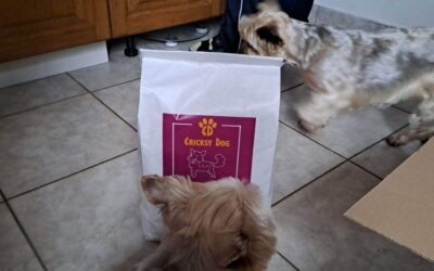 Alergičan pas, smiren vlasnik – CricksyDog iskustvo