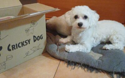 Blog 20 Kada je vrijeme za ponovnu narudžbu CricksyDog hrane?