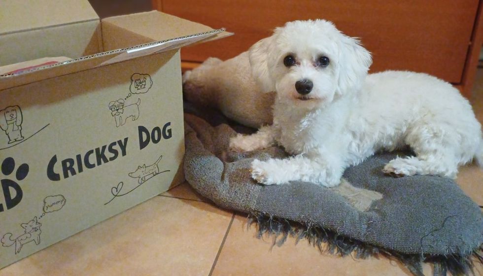 Kada je vrijeme za ponovnu narudžbu CricksyDog hrane?