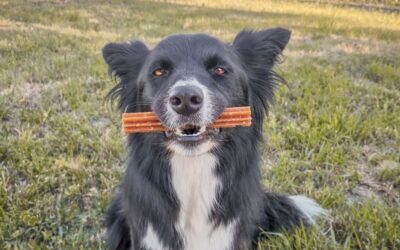 Blog 19 Narudžba Denty Mini sredstva za zube za male pse