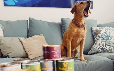 Zašto je dobro da tvoj pas jede uvijek istu marku hrane?
