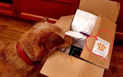 Recenzije hrane Chucky od vlasnika štenaca