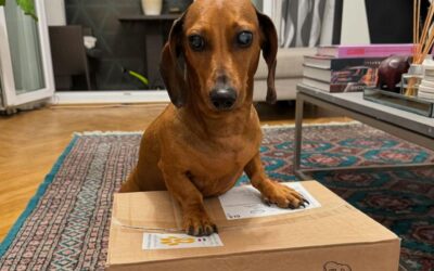 Blog 21 CricksyDog hrana s dostavom na kućnu adresu – kako funkcionira