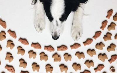 Blog 21 Korisni trikovi da ne zaboraviš ponoviti narudžbu u CricksyDog webshopu