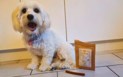 Blog 20 Rutina hranjenja malih pasa – kako je izgraditi?