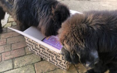 Blog 22 Mijenjanje okusa CricksyDog hrane – kada je korisno, kada nije?