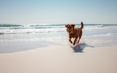 Blog 19 Psi i more – što treba znati prije odlaska?