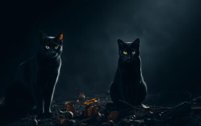 Dan crnih mačaka – upoznaj ih novim očima