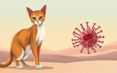 FeLV (mačja leukemija) – Sve što trebate znati o tome!