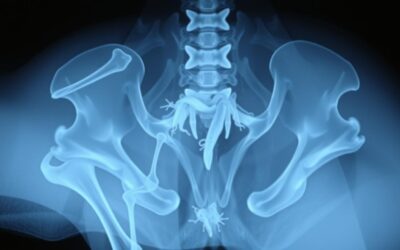 Mačji blog 16 Prijelom zdjelice kod mačaka – Sve što trebaš znati o tome!