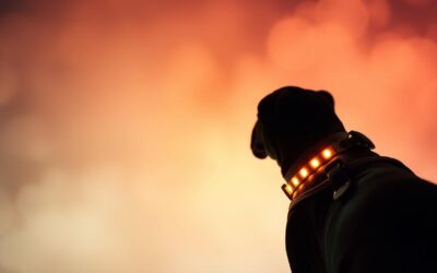 Blog 16 Svjetleća ogrlica za psa – Sve što trebaš znati o tome!