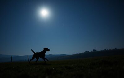 Blog 22 Upravljanje noćnom potrebom kretanja psa – Sve što trebaš znati o tome!