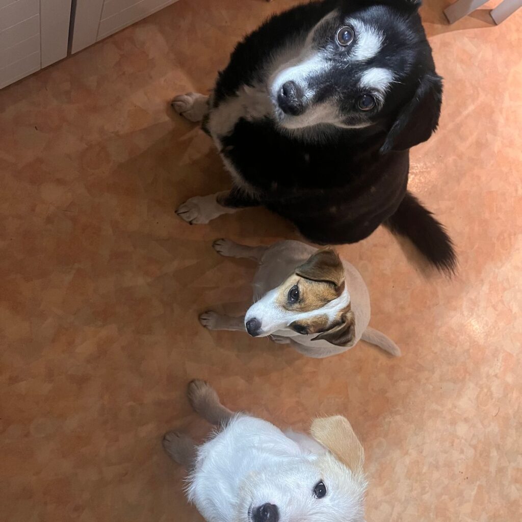 Početna stranica CricksyDog i CricksyCat 176 Image #1 from Dubravka