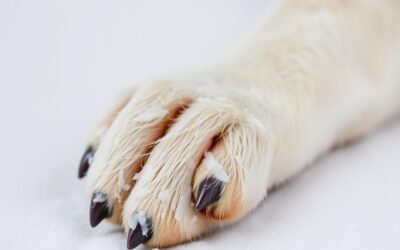 Balzam protiv smrzavanja za šape pasa – Sve što trebaš znati o tome!