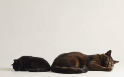 Količina sna kod mačke prema dobi – Sve što trebaš znati o tome!