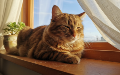 Mačji blog 20 Prestanak linjanja i češanja – priča jednog vlasnika