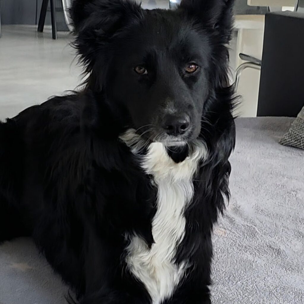 Američki Stafordski Terijer 129 Slika #1 od PREDRAG