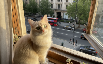 Prilagodba mačke na prometnu buku – Sve što trebaš znati o tome!