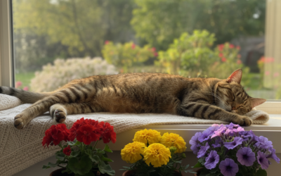Odmor mačke na prozorskoj dasci – Sve što trebaš znati o tome!