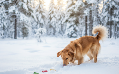 Sakrij poslasticu u snijegu – ideja za zimsku igru sa psom