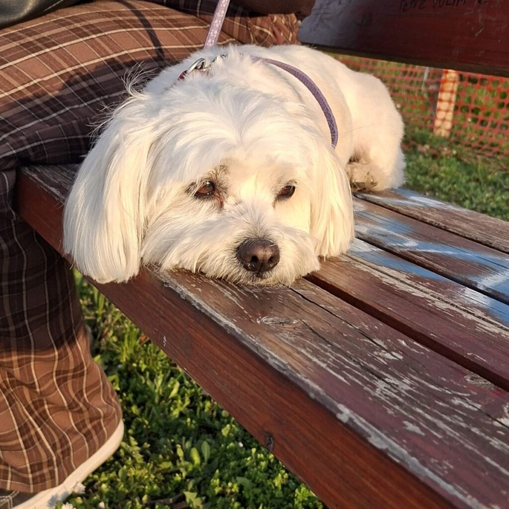 Slika #2 od Danka Rogić