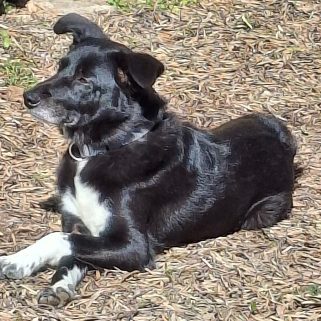 Zlatni Retriver 109 Slika #2 od ANTE BAGAT