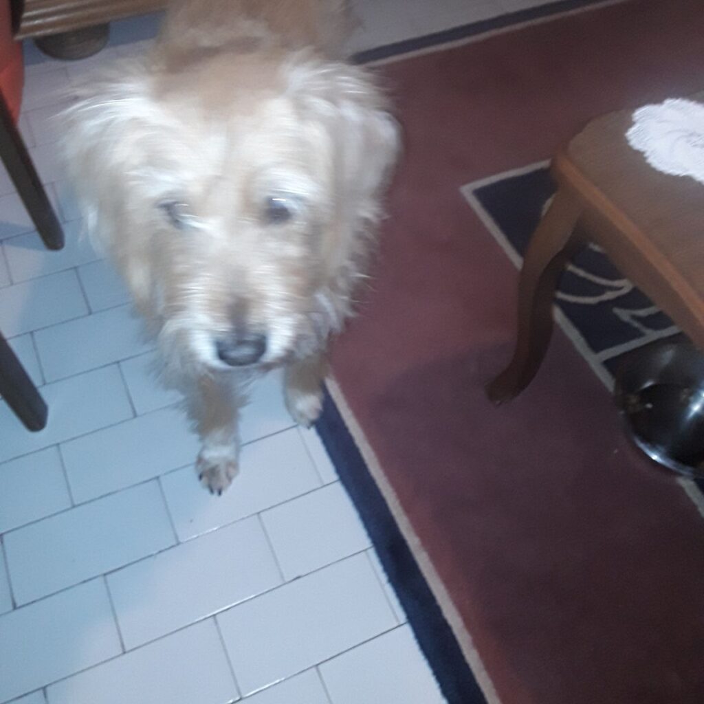 Slika #1 od Tonka Violoni