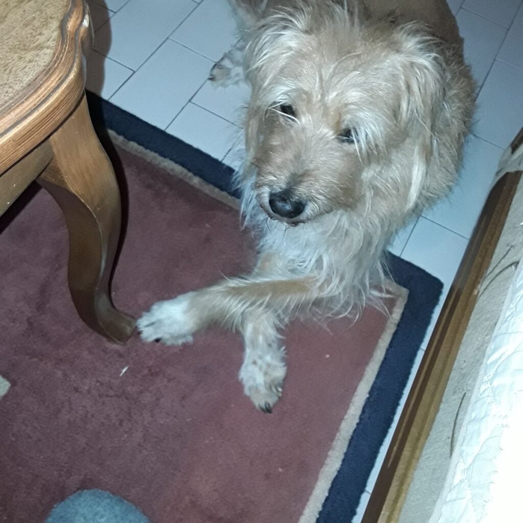 Početna stranica CricksyDog i CricksyCat 147 Slika #1 od Tonka violoni